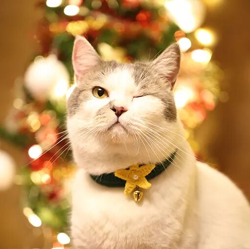 请接好，这是一份猫咪“悬赏令”