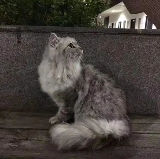 请接好，这是一份猫咪“悬赏令”