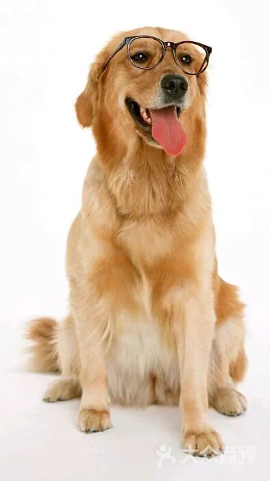 @汪星人：我还小，你却长大了