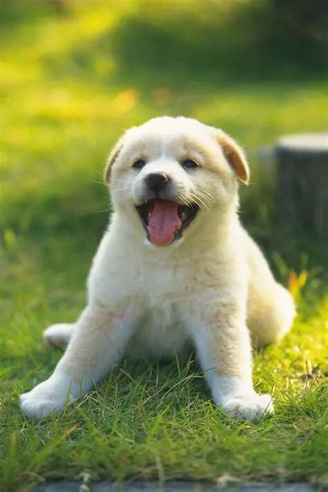 @汪星人：我还小，你却长大了