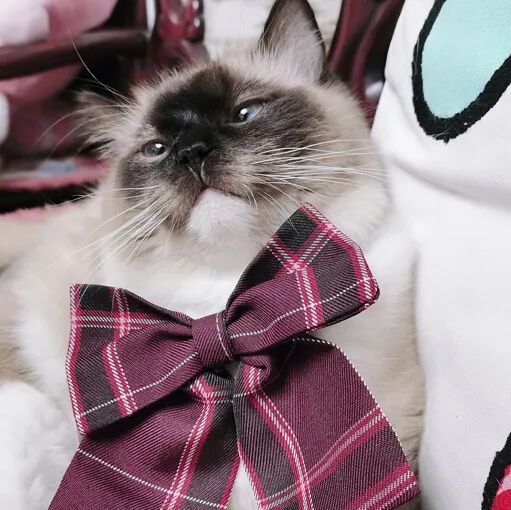 请接好，这是一份猫咪“悬赏令”