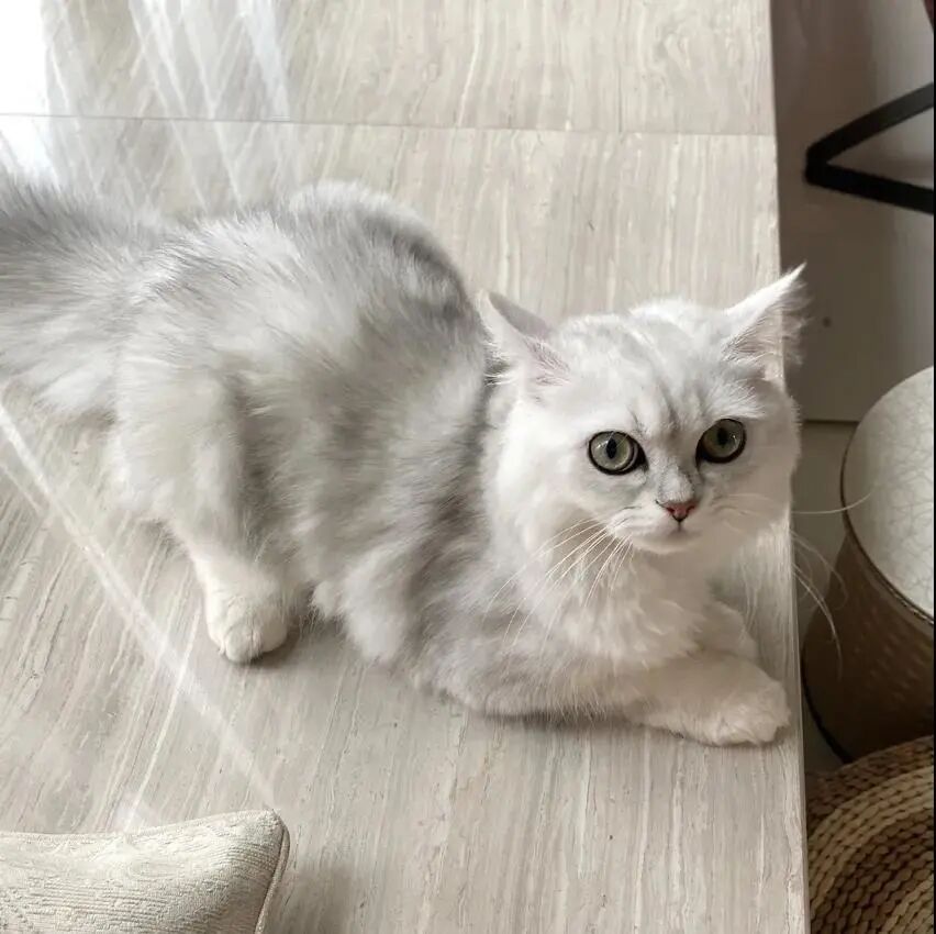 请接好，这是一份猫咪“悬赏令”