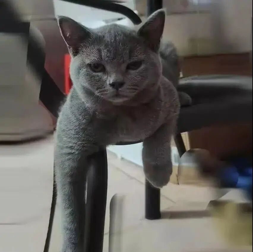 请接好，这是一份猫咪“悬赏令”