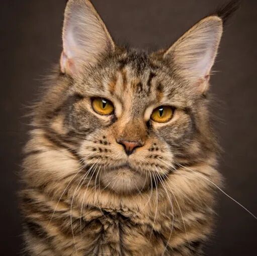 请接好，这是一份猫咪“悬赏令”