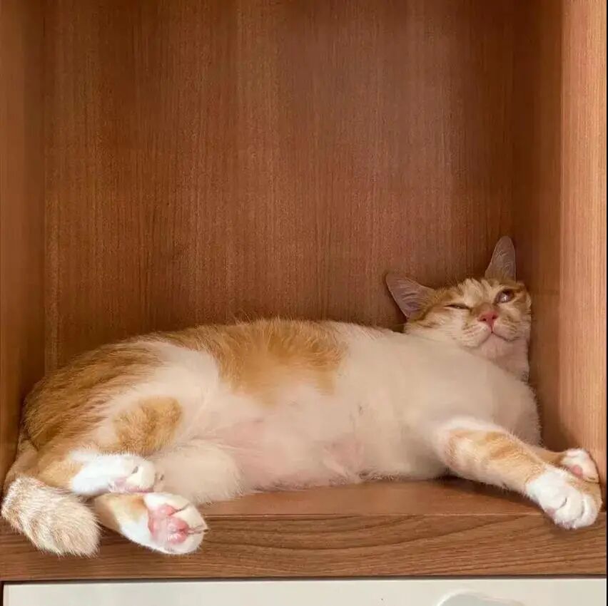 请接好，这是一份猫咪“悬赏令”