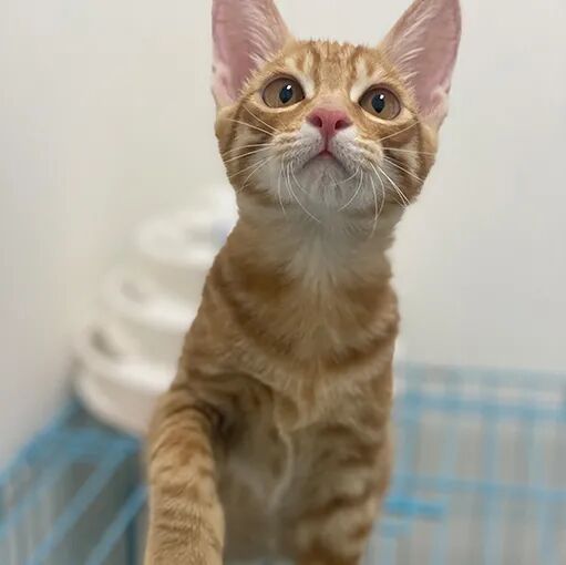 请接好，这是一份猫咪“悬赏令”