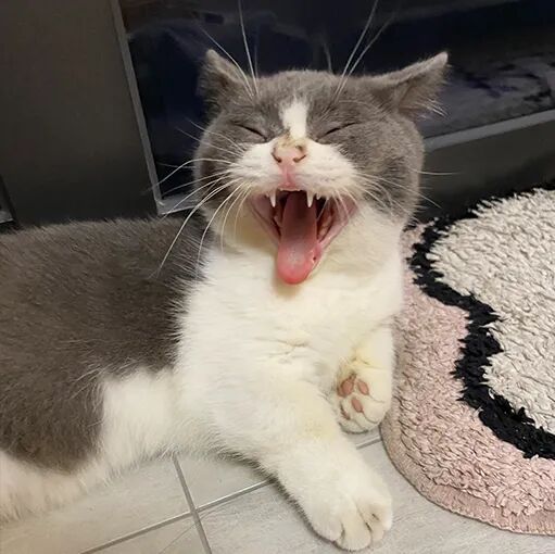 请接好，这是一份猫咪“悬赏令”