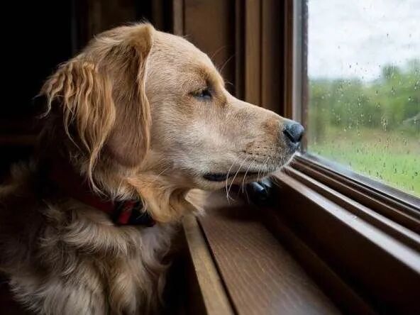 @汪星人：我还小，你却长大了