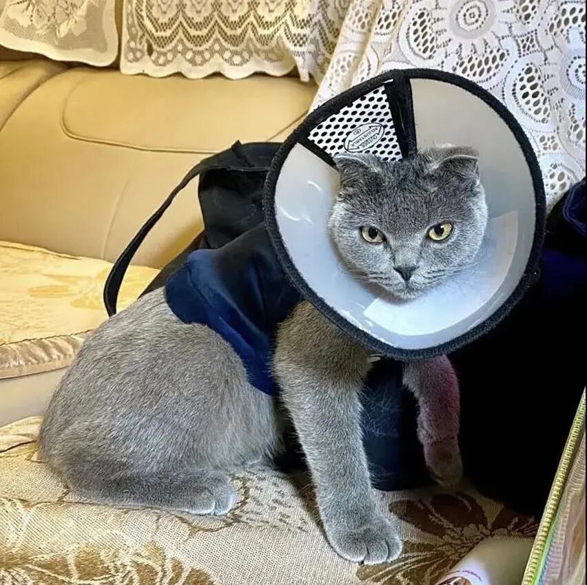 请接好，这是一份猫咪“悬赏令”