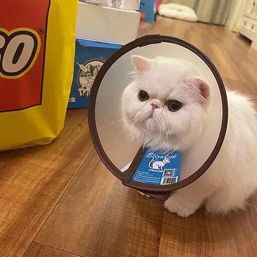 请接好，这是一份猫咪“悬赏令”