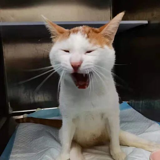 请接好，这是一份猫咪“悬赏令”