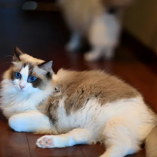 请接好，这是一份猫咪“悬赏令”