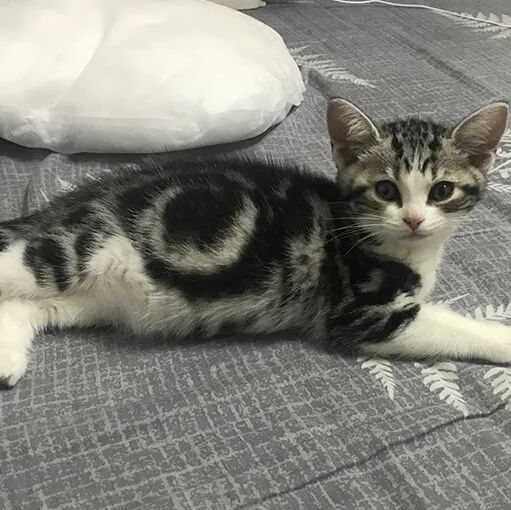 请接好，这是一份猫咪“悬赏令”