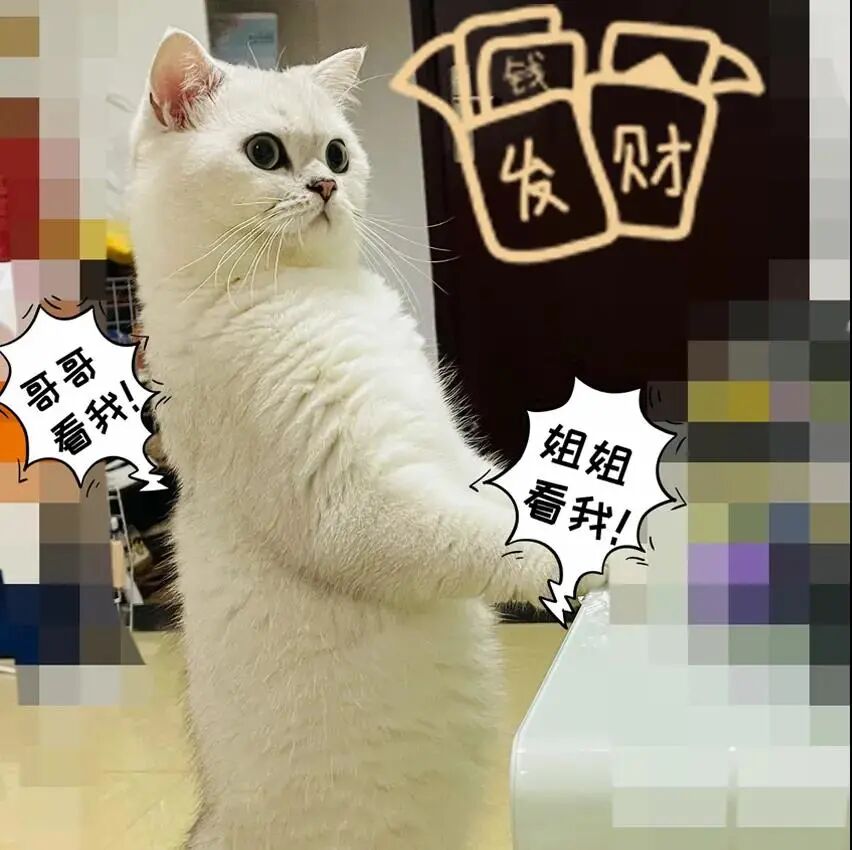 请接好，这是一份猫咪“悬赏令”