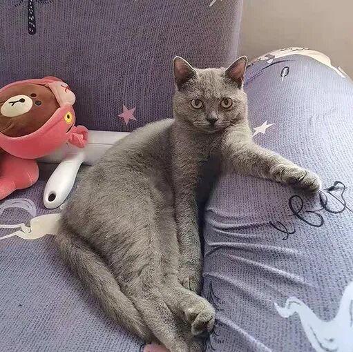 请接好，这是一份猫咪“悬赏令”