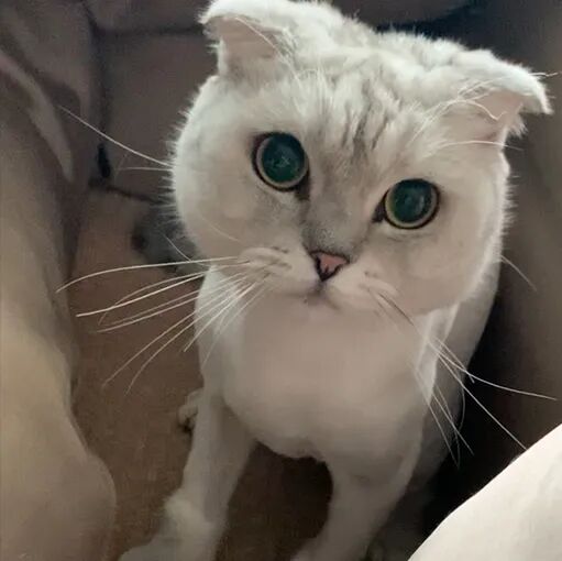 请接好，这是一份猫咪“悬赏令”