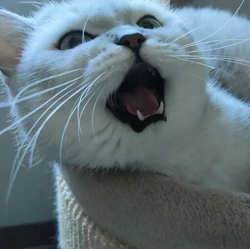 请接好，这是一份猫咪“悬赏令”