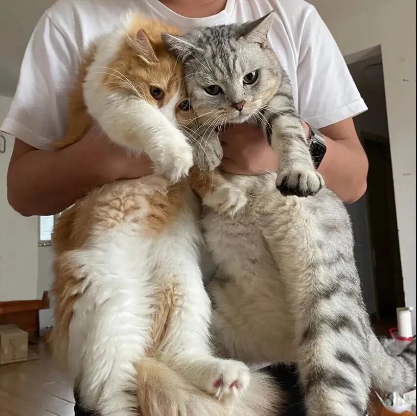 请接好，这是一份猫咪“悬赏令”