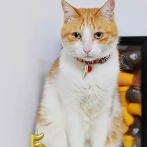 请接好，这是一份猫咪“悬赏令”