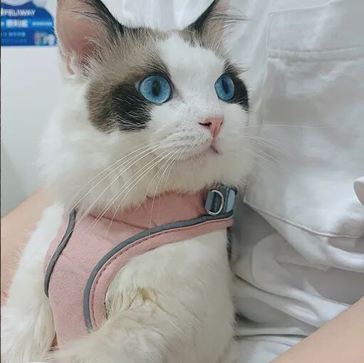 请接好，这是一份猫咪“悬赏令”