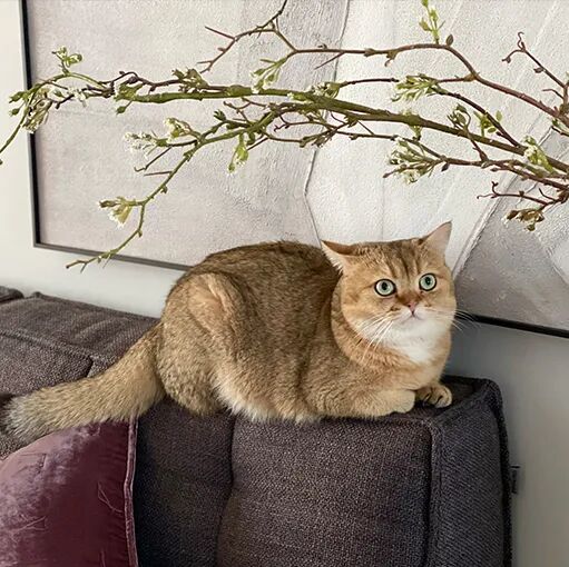 请接好，这是一份猫咪“悬赏令”