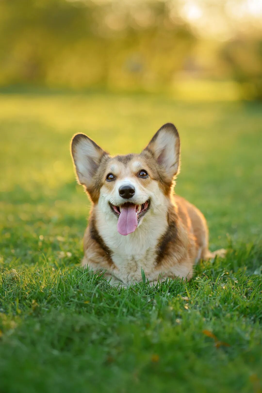 @汪星人：我还小，你却长大了