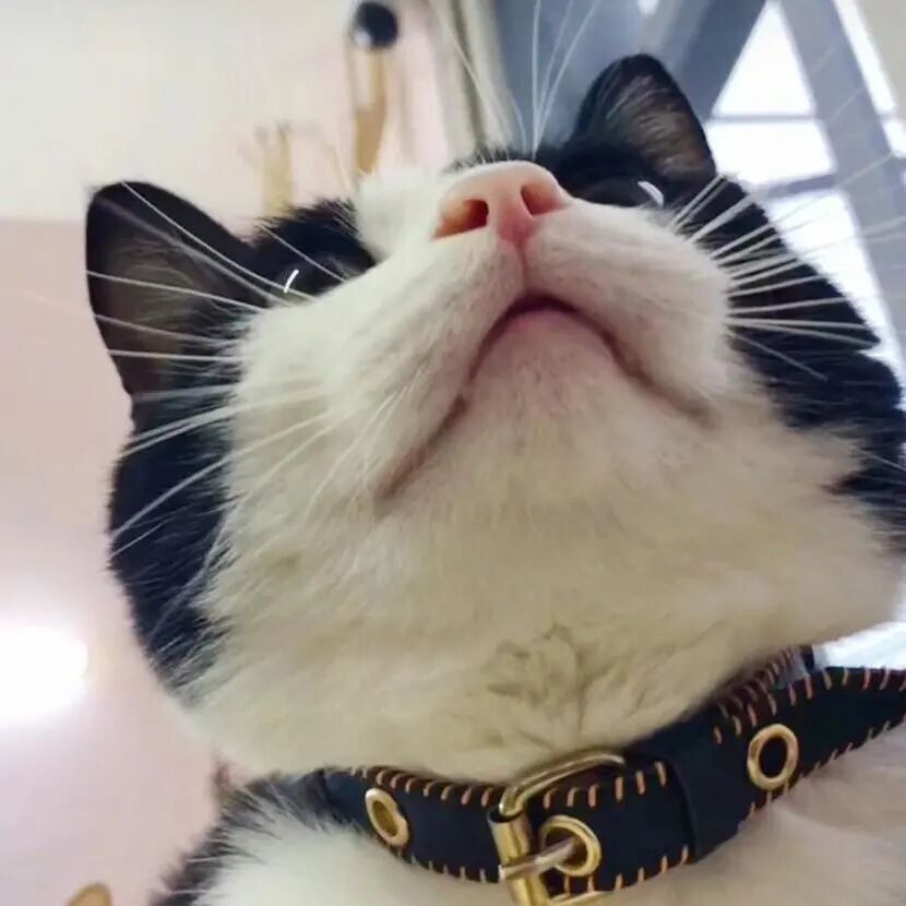 我家的主子有“恐水症”！