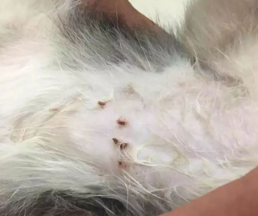 我家的主子有“恐水症”！