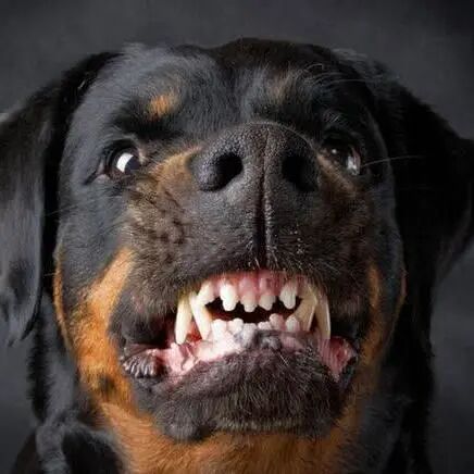 我家的主子有“恐水症”！