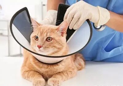 主子们，这样的服务你满意吗？