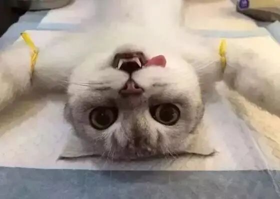 主子们，这样的服务你满意吗？