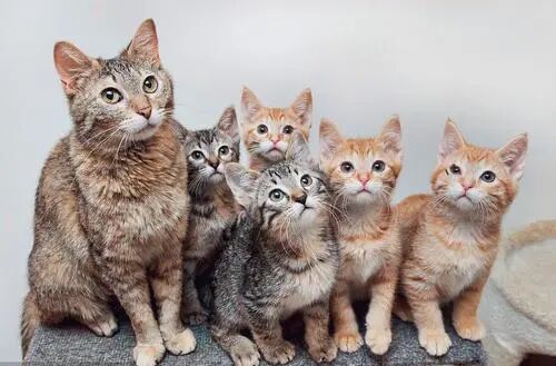 主子们，这样的服务你满意吗？