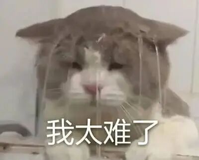 时事篇 | 天冷到底要不要给爱宠穿衣服？