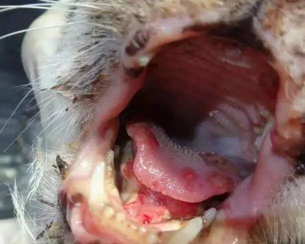 喵和苗，可不仅仅差个口字！