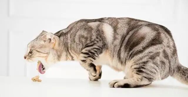 喵和苗，可不仅仅差个口字！