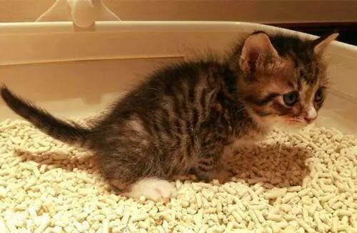 喵和苗，可不仅仅差个口字！