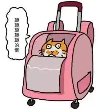 猫友好出行——懂猫才能更爱猫