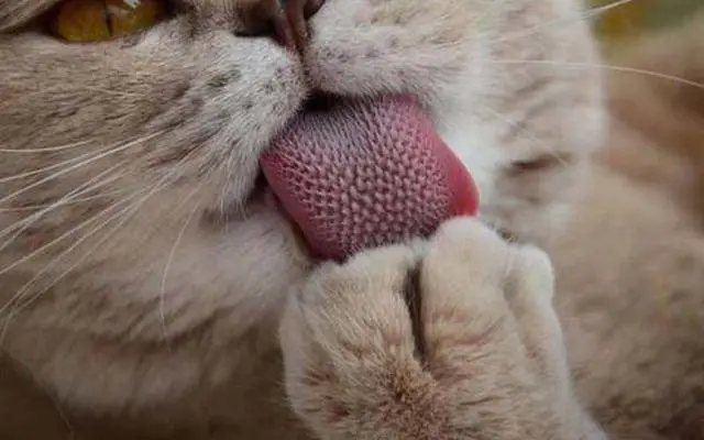 猫：我这舌头下去，比刮痧还管用！