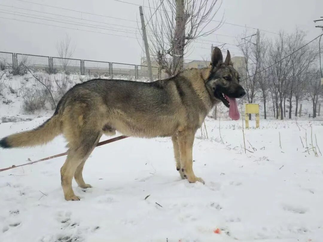 哈士奇当警犬怎么了？！