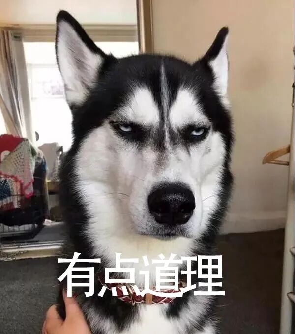 哈士奇当警犬怎么了？！