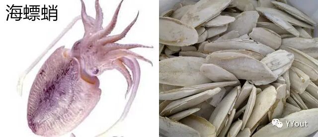 海什么止血【名医马大正治月经量过多秘验方】《凉血清海汤》主治功能性子宫出血或子宫肌瘤致月经过多，属血热者。止血迅捷，疗效显著。_https://www.jmylbn.com_新闻资讯_第6张