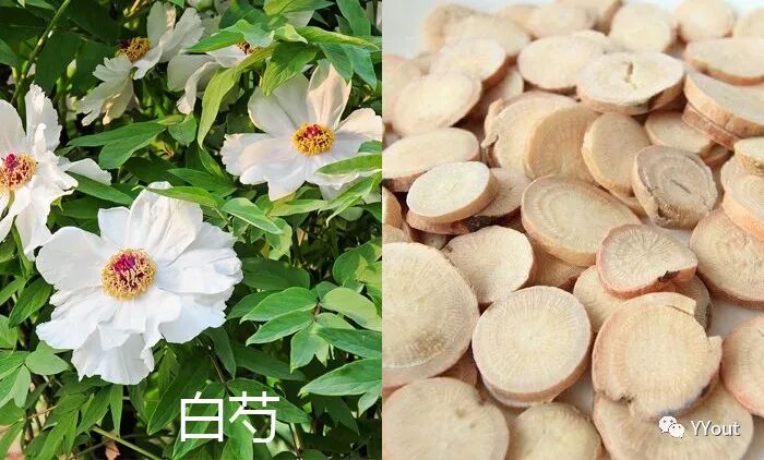 海什么止血【名医马大正治月经量过多秘验方】《凉血清海汤》主治功能性子宫出血或子宫肌瘤致月经过多，属血热者。止血迅捷，疗效显著。_https://www.jmylbn.com_新闻资讯_第3张