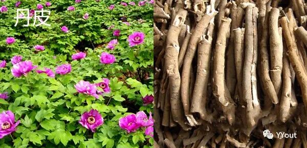 海什么止血【名医马大正治月经量过多秘验方】《凉血清海汤》主治功能性子宫出血或子宫肌瘤致月经过多，属血热者。止血迅捷，疗效显著。_https://www.jmylbn.com_新闻资讯_第4张