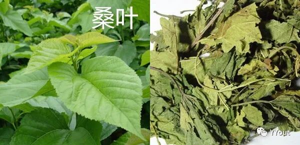 海什么止血【名医马大正治月经量过多秘验方】《凉血清海汤》主治功能性子宫出血或子宫肌瘤致月经过多，属血热者。止血迅捷，疗效显著。_https://www.jmylbn.com_新闻资讯_第5张