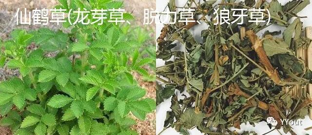 海什么止血【名医马大正治月经量过多秘验方】《凉血清海汤》主治功能性子宫出血或子宫肌瘤致月经过多，属血热者。止血迅捷，疗效显著。_https://www.jmylbn.com_新闻资讯_第7张