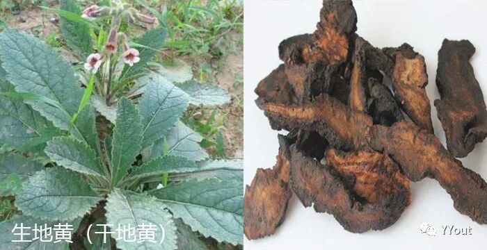 海什么止血【名医马大正治月经量过多秘验方】《凉血清海汤》主治功能性子宫出血或子宫肌瘤致月经过多，属血热者。止血迅捷，疗效显著。_https://www.jmylbn.com_新闻资讯_第2张