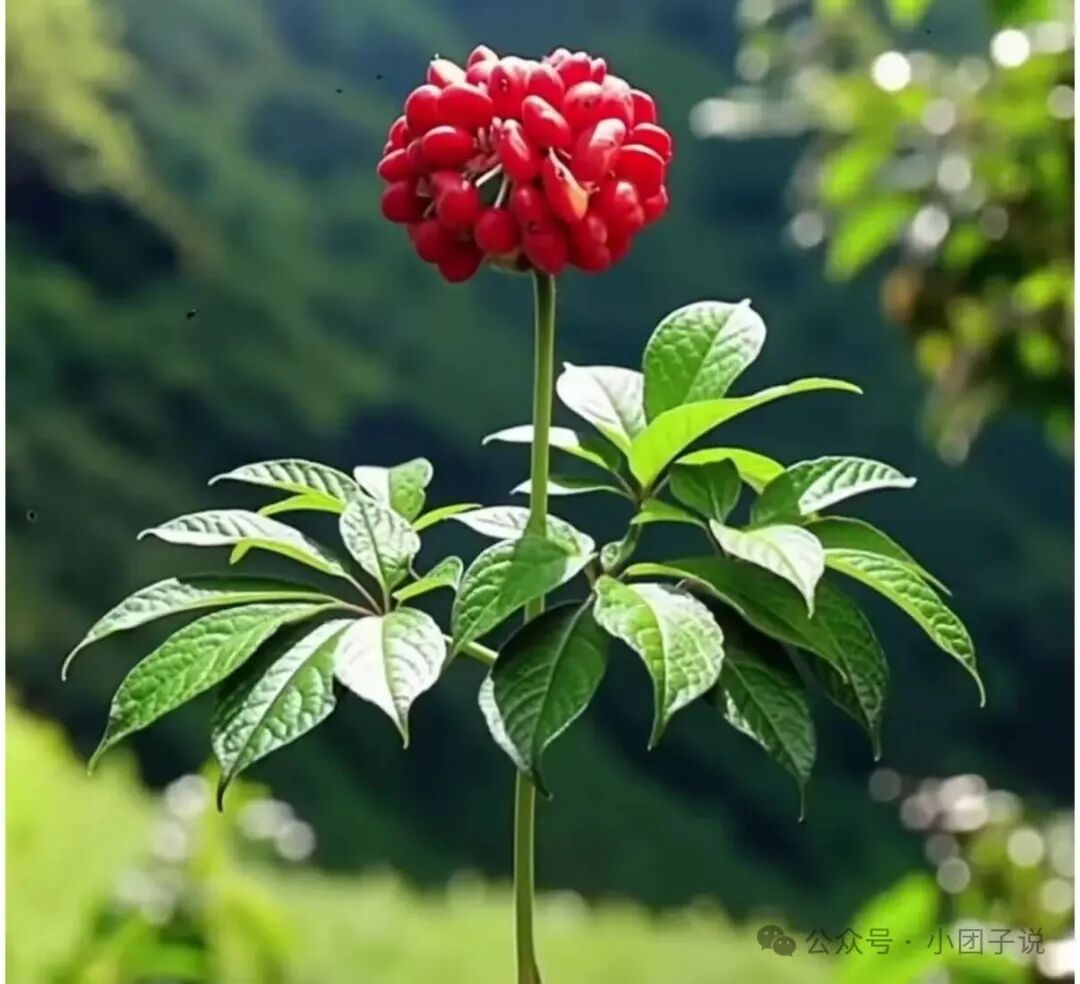 种药材能赚到钱的两种人