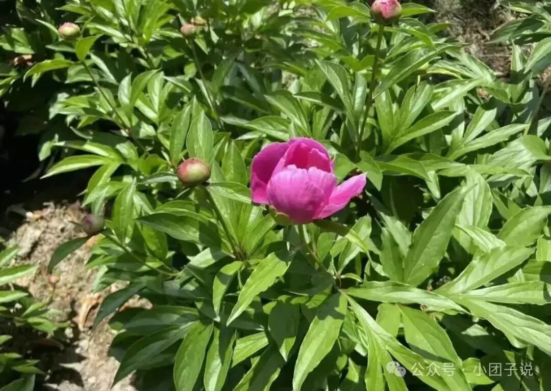种白芍头两年套种这4种作物，增收又遮阳，一举两得