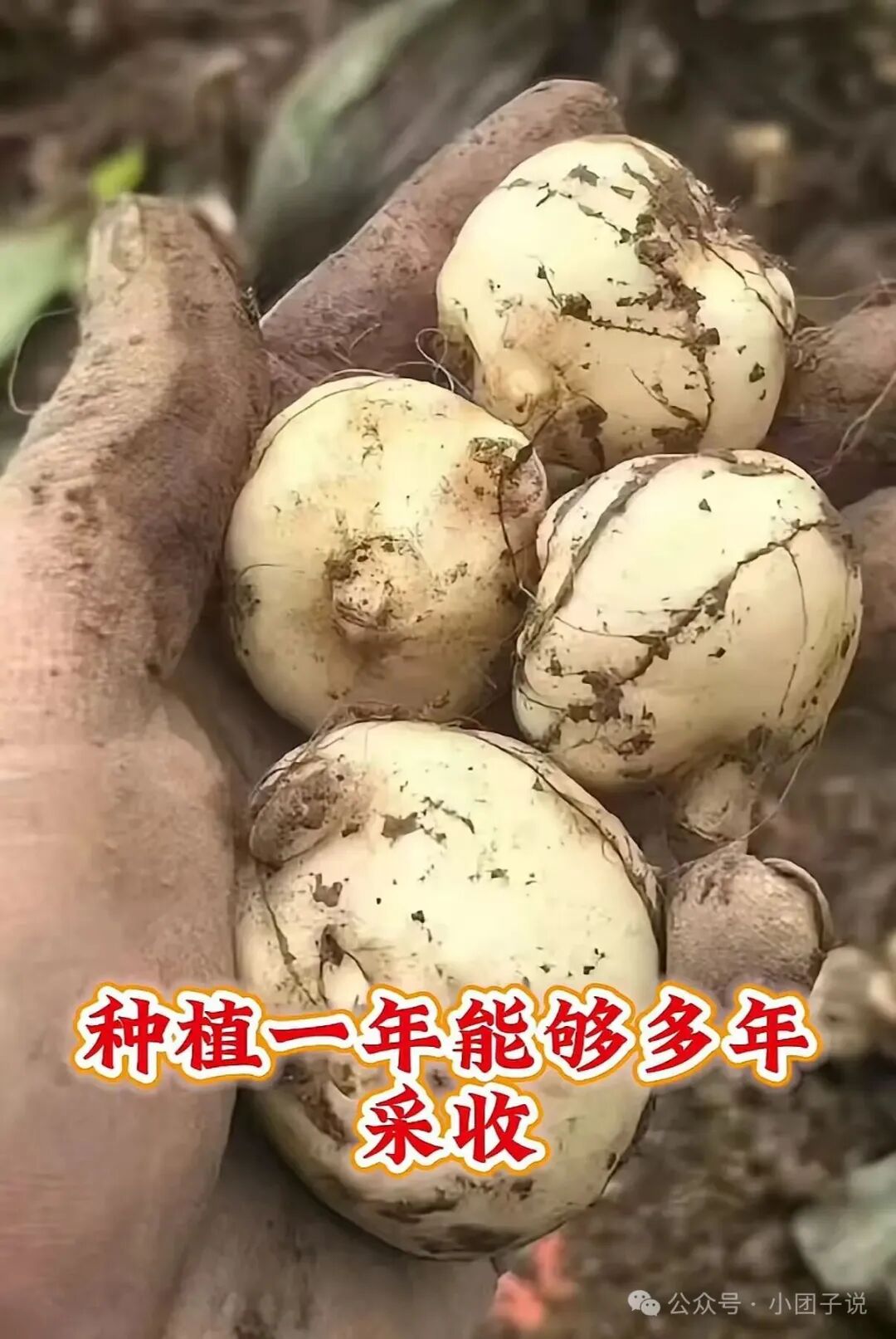 亩产超五万的药材品种有哪些？