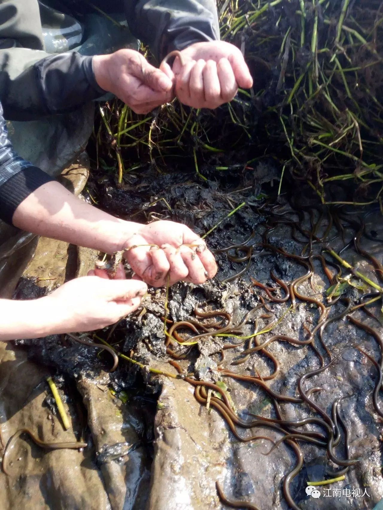 金松滋:两帅男养"黄鳝"捡"黄金"